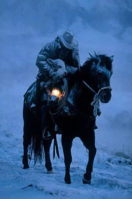 Cowboy