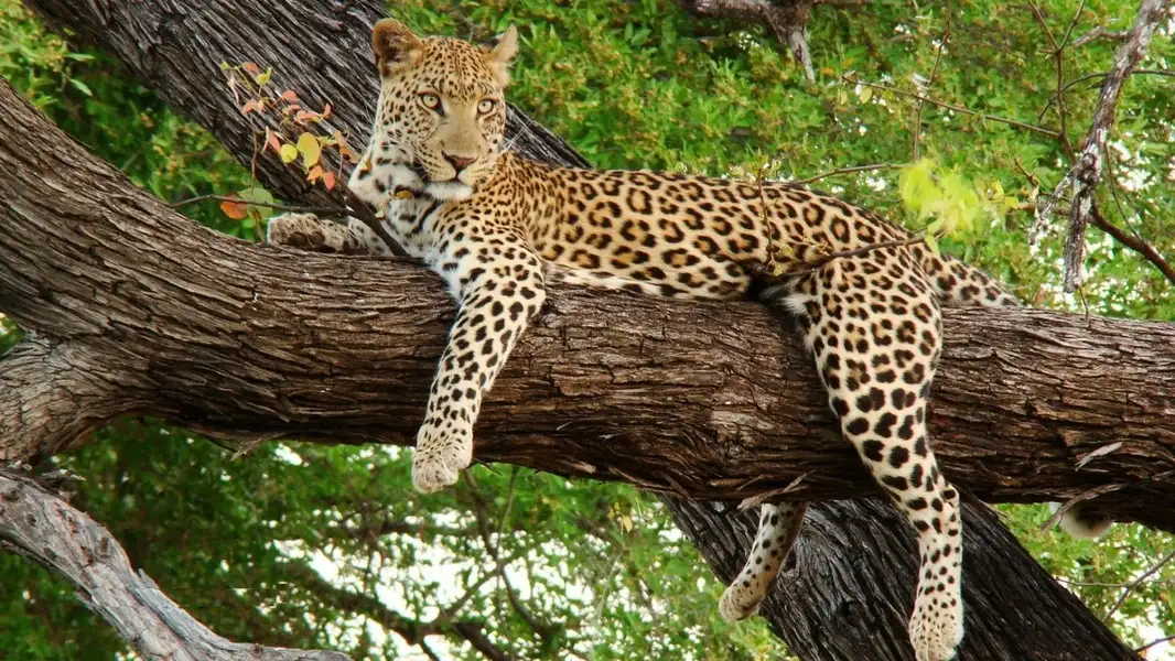 Jaguar
