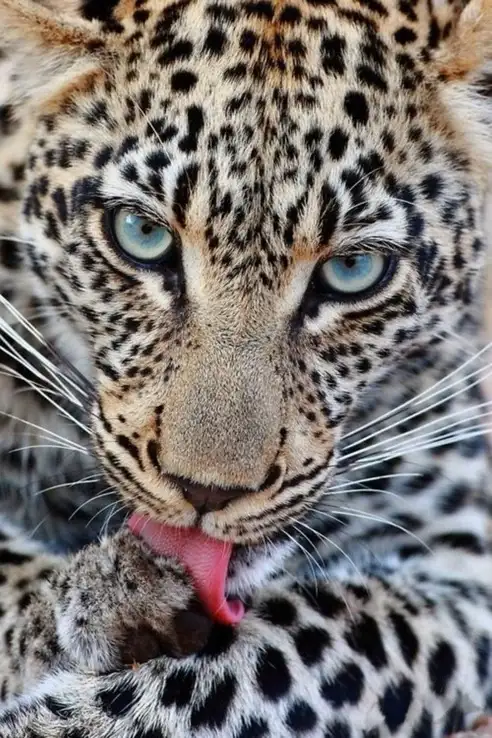 Leo