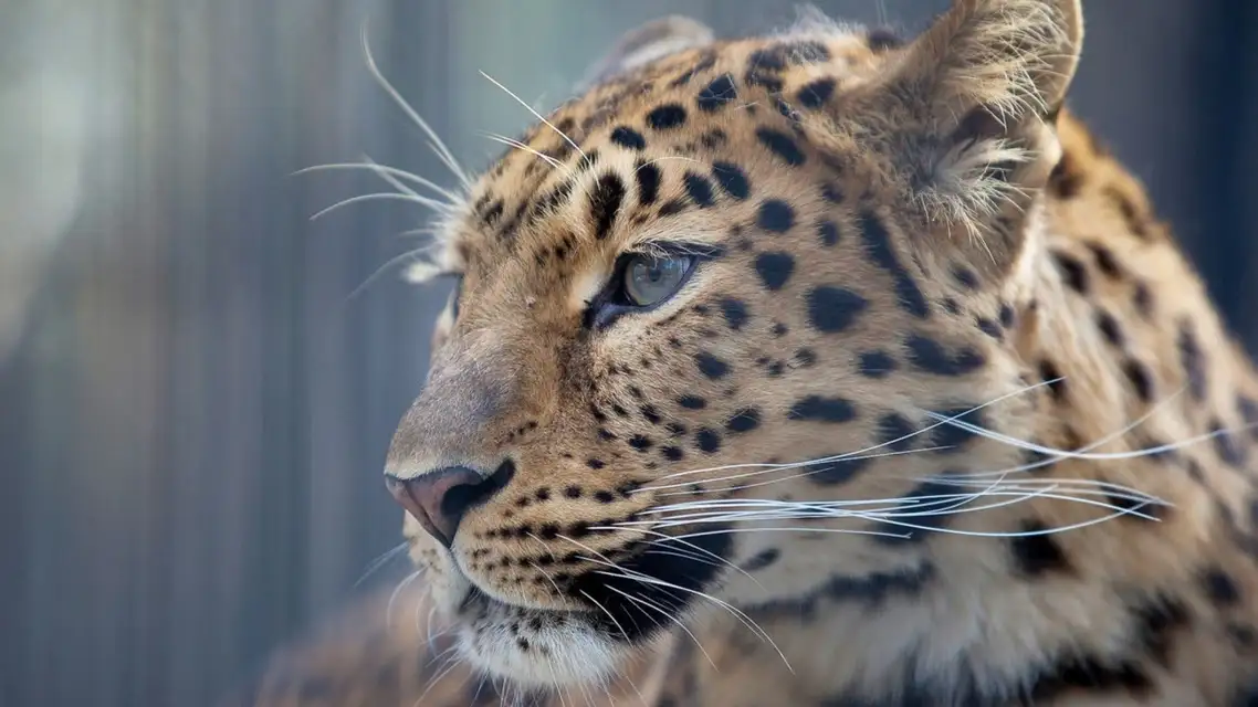 Leopard